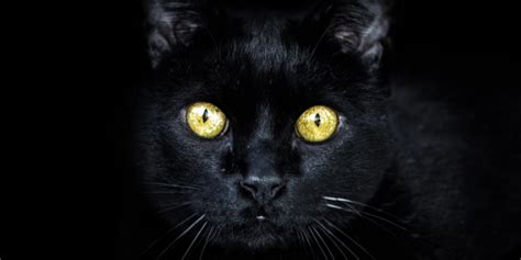 Black cat curse hocus pocus